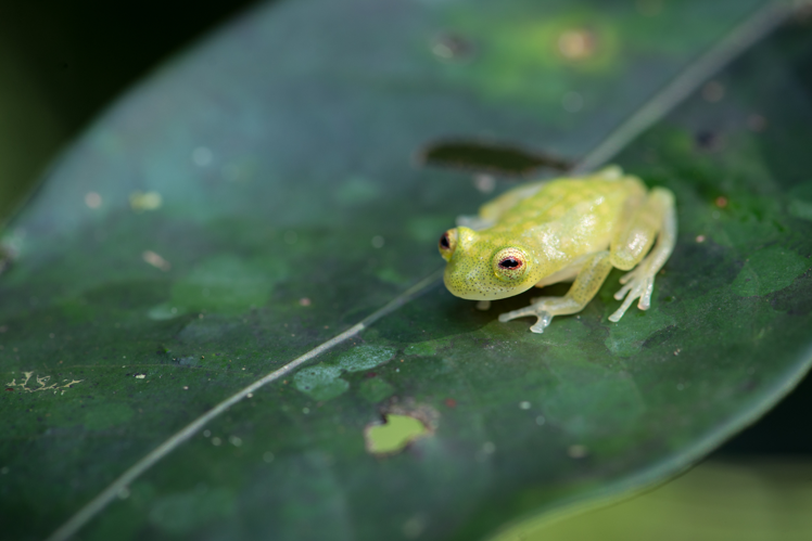 <i>Hyalinobatrachium cappellei</i> (van Lidth de Jeude, 1904) &copy; G. Feuillet, Parc amazonien de Guyane