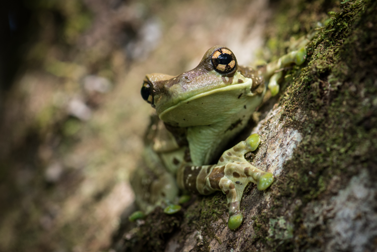 Rainette Kuwalu (<i>Trachycephalus resinifictrix</i>) &copy; G. Feuillet, Parc amazonien de Guyane