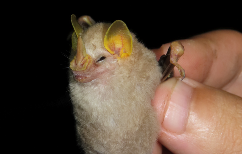 <i>Mesophylla macconnelli</i> Thomas, 1901 &copy; T. Parent, Parc amazonien de Guyane