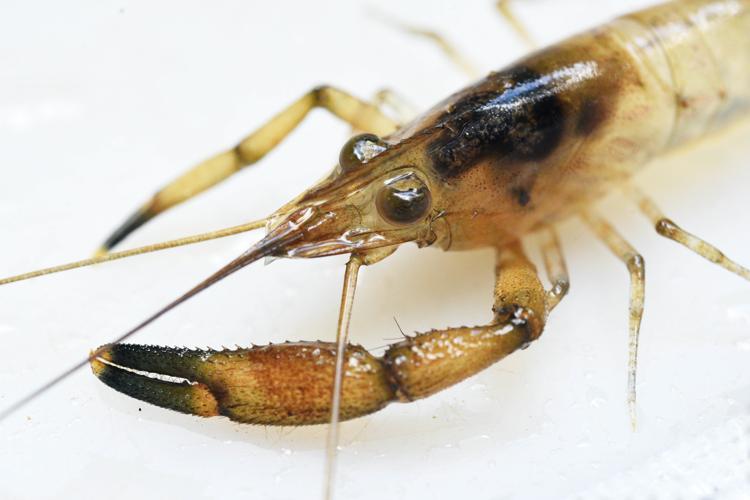 Macrobrachium olfersii (Gros Saut sur le Grand Abounami, Papaïchton, 2020) © J. Chevalier/Wano Guyane