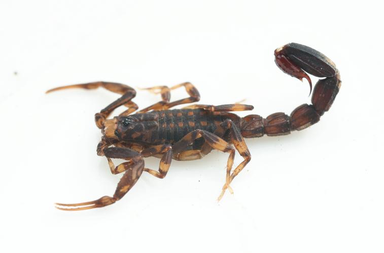 Ananteris indéterminé (Gros Saut sur le Grand Abounami, Papaïchton, 2020) © J. Chevalier/Wano Guyane