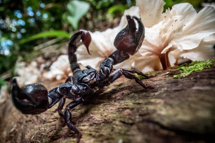 Broteas granulatus (Gros Saut sur le Grand Abounami, Papaïchton, 2020) © J. Chevalier/Wano Guyane