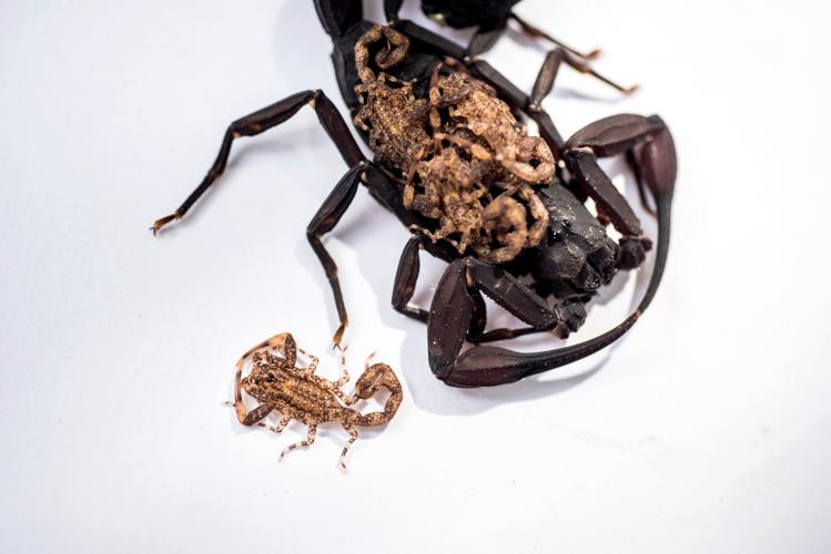 Tityus obscurus femelle et ses pullus (Haut Coursibo, Saint Elie, 2019) © J. Chevalier/Wano Guyane