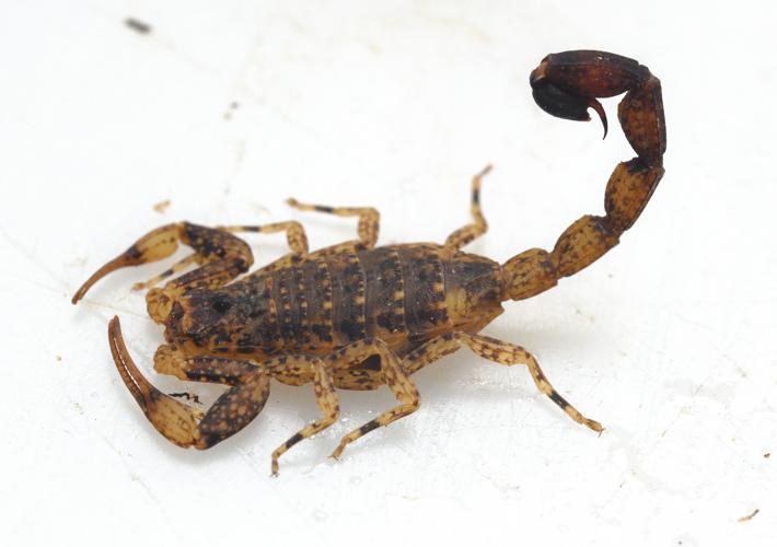 Tityus silvestris (Gros Saut sur le Grand Abounami, Papaïchton, 2020) © J. Chevalier/Wano Guyane