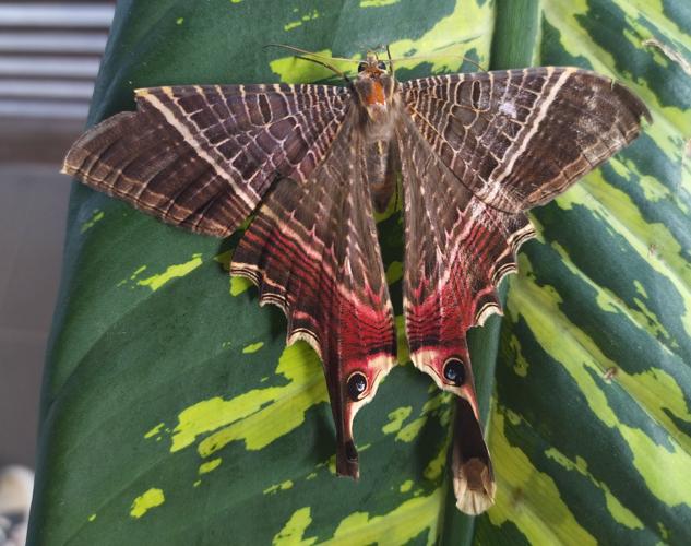 Sematura lunus © Audrey Thonnel / Parc amazonien de Guyane