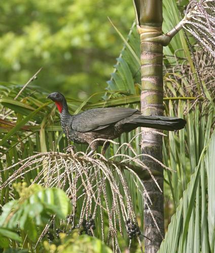 Pénélope marail © Arnaud Anselin / Parc amazonien de Guyane