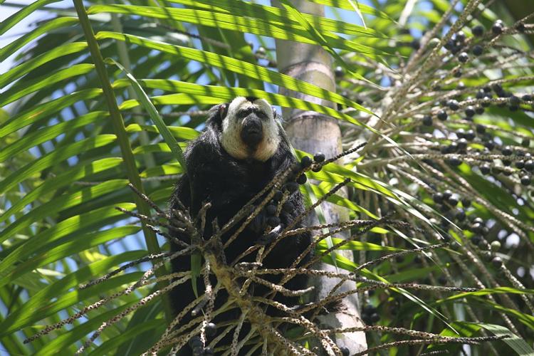 Saki à face pâle, mâle posté dans un wasaï © Arnaud Anselin / Parc amazonien de Guyane
