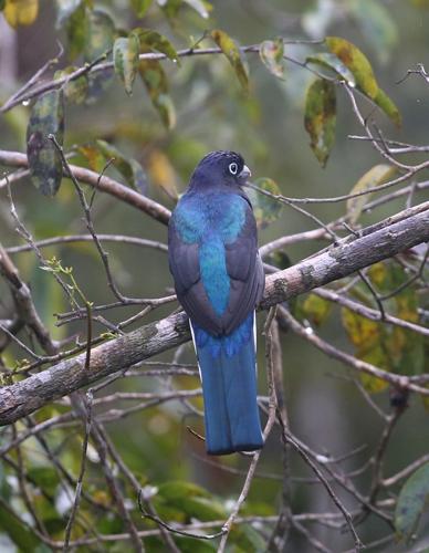 Trogon violacé posé © Arnaud Anselin / Parc amazonien de Guyane