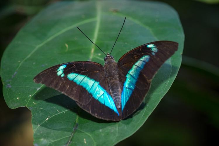 Archaeoprepona demophon demophon © Guillaume Feuillet / Parc amazonien de Guyane