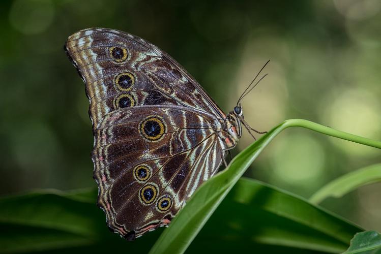 Morpho deidamia deidamia © Guillaume Feuillet / Parc amazonien de Guyane