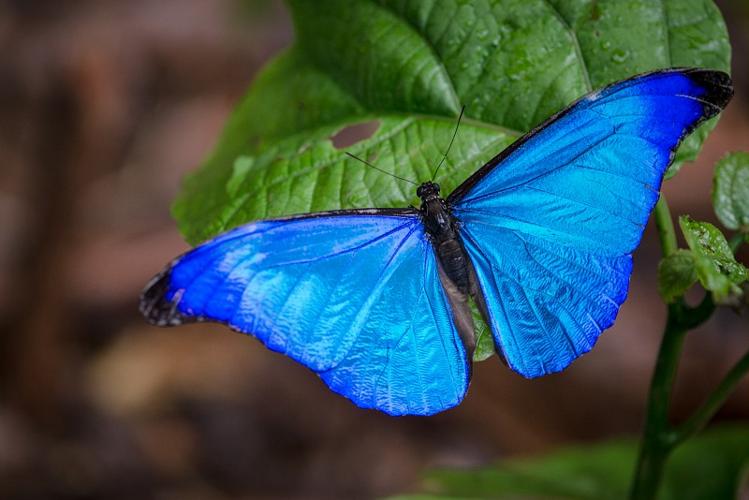 Morpho rhetenor rhetenor posé sur une feuille, ailes déployées. © Guillaume Feuillet / Parc amazonien de Guyane