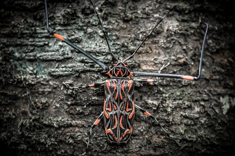 Arlequin de Cayenne (<i>Acrocinus longimanus</i>) sur un tronc dans le sous-bois du Mont Itoupe. © Guillaume Feuillet / Parc amazonien de Guyane