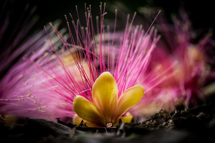 Fleurs de chawari (<i>Caryocar glabrum</i>) tombées au sol, en sous-bois. © Guillaume Feuillet / Parc amazonien de Guyane