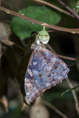 Femelle de Morpho telemachus telemachus venant de sortir de sa chrysalide. © Guillaume Feuillet / Parc amazonien de Guyane