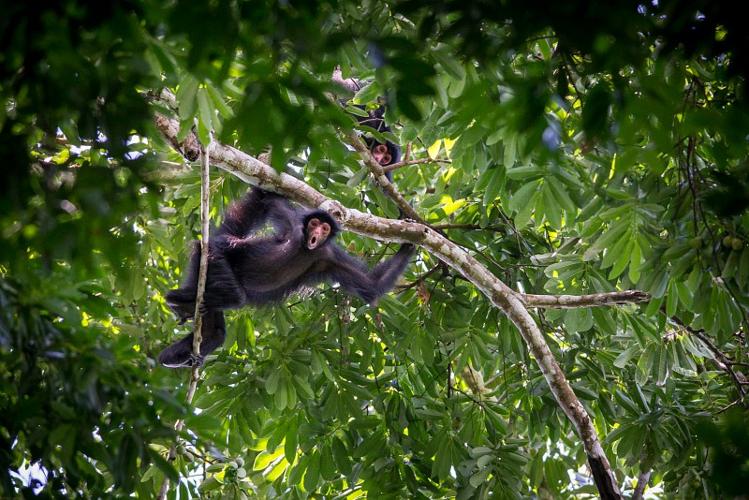 Atèle noir ou kwata (Ateles paniscus) vociférant sur les promeneurs passant sous l'arbre dans lequel il se tient. © Guillaume Feuillet / Parc amazonien de Guyane