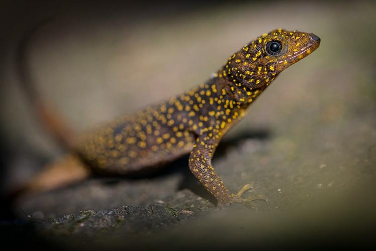 Geko aux yeux bleus (Gonatodes annularis) © Guillaume Feuillet / Parc amazonien de Guyane