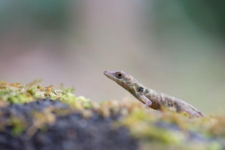 Anolis fuscoauratus dans le sous-bois du Mont Itoupé. © Guillaume Feuillet / Parc amazonien de Guyane