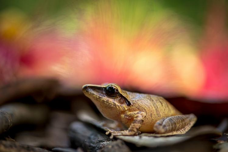 Pristimantis chiastonotus dans le sous-bois du Mont Itoupé. © Guillaume Feuillet / Parc amazonien de Guyane