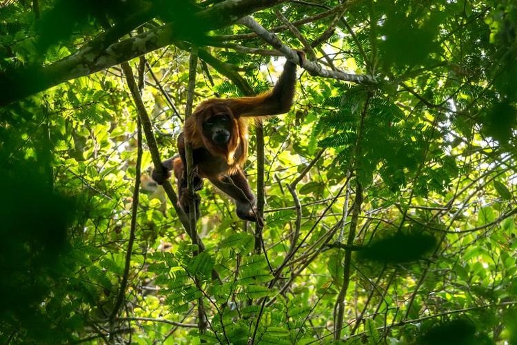 Singe hurleur roux ou baboune (Alouatta macconnelli) dans un arbre, sur le Mont Itoupé © Guillaume Feuillet / Parc amazonien de Guyane