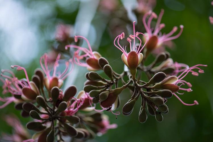 Fleurs de Wapa (Eperua falcata) © Guillaume Feuillet / Parc amazonien de Guyane