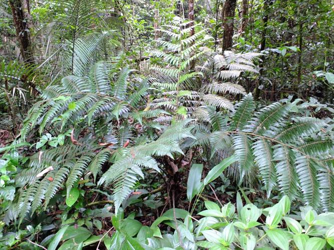 Cyathea cyatheoides (Bagne des Annamites, Montsinnery-Tonnegrande) © Sébastien Sant / Parc amazonien de Guyane