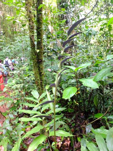 Cyclodium meniscioides var. meniscioides (sentier Trésor, Montagne de Kaw) © Sébastien Sant / Parc amazonien de Guyane