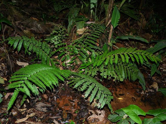 Didymochlaena truncatula (sentier La Source, Papaïchton) © Sébastien Sant / Parc amazonien de Guyane