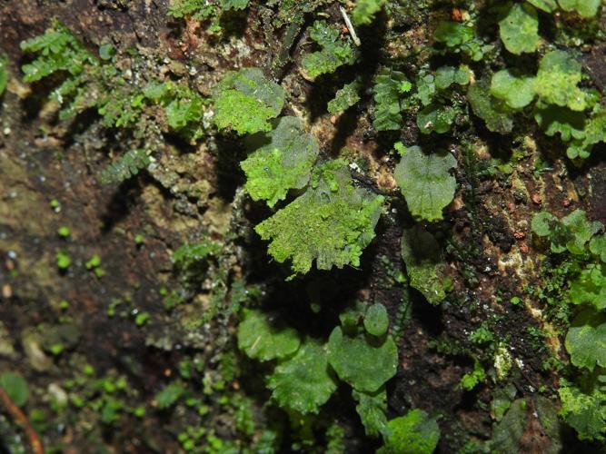 Didymoglossum kapplerianum (sentier Grand Boeuf Mort, Saül) © Sébastien Sant / Parc amazonien de Guyane