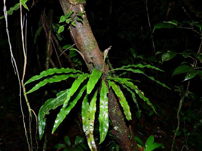 Elaphoglossum pteropus (crique Cariacou, Saül) © Sébastien Sant / Parc amazonien de Guyane