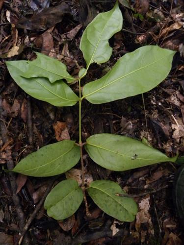 Gnetum urens (camp Voltaire, Saint-Laurent-du-Maroni) © Sébastien Sant / Parc amazonien de Guyane