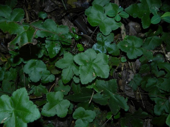 Hemionitis palmata (piton Crève Coeur, Sainte Anne, Martinique) © Sébastien Sant / Parc amazonien de Guyane