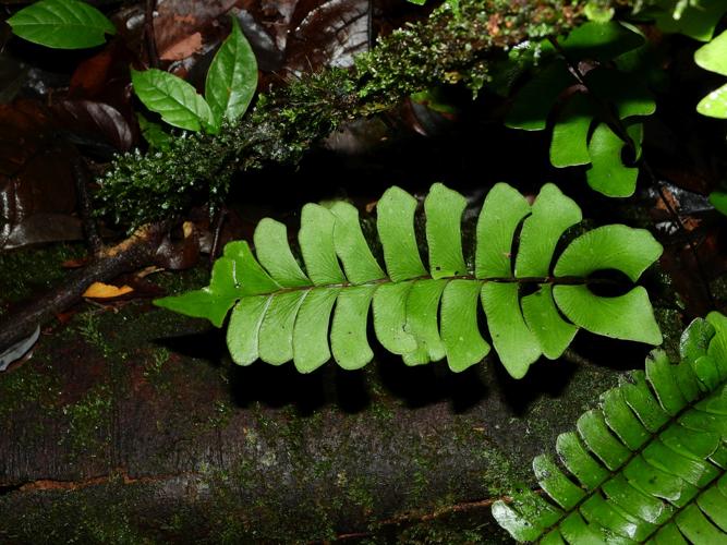 Lindsaea submontana (mont Itoupé) © Sébastien Sant / Parc amazonien de Guyane