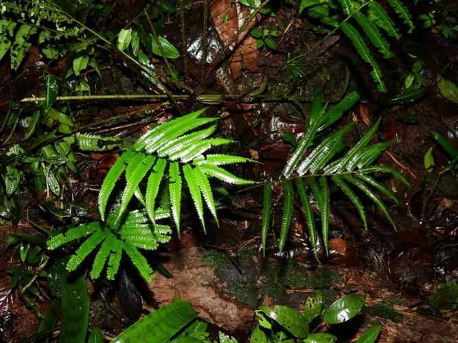 Lindsaea guianensis (mont Itoupé) © Sébastien Sant / Parc amazonien de Guyane