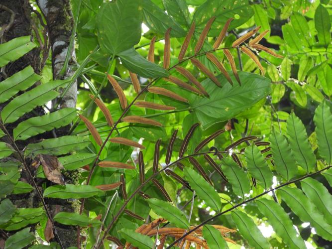 Lomariopsis japurensis (Gros Saut, Papaïchton) © Sébastien Sant / Parc amazonien de Guyane