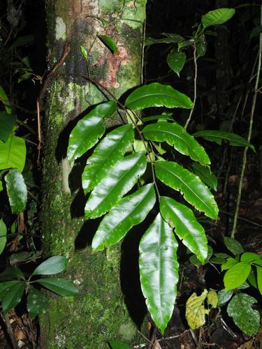 Lomariopsis prieuriana (monts La Fumée, Saül) © Sébastien Sant / Parc amazonien de Guyane