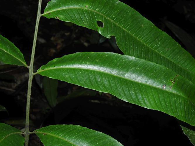 Meniscium macrophyllum (Grand Boeuf Mort, Saül) © Sébastien Sant / Parc amazonien de Guyane