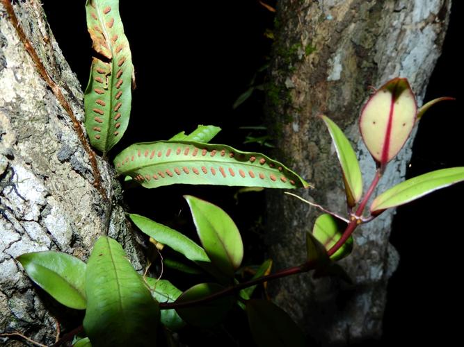 Microgramma persicariifolia (Alitani, Maripasoula) © Sébastien Sant / Parc amazonien de Guyane