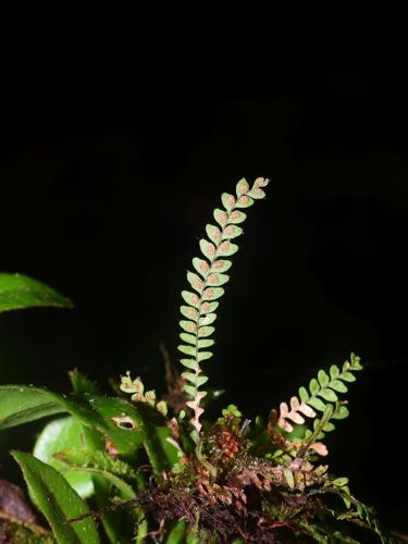 Moranopteris nana (monts Galbao, Saül) © Sébastien Sant / Parc amazonien de Guyane