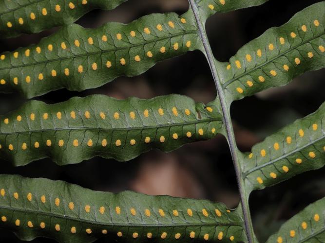 Pecluma dulcis (monts Galbao, Saül) © Sébastien Sant / Parc amazonien de Guyane