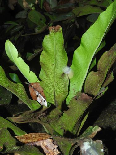 Polytaenium jenmanii (monts Galbao, Saül) © Sébastien Sant / Parc amazonien de Guyane