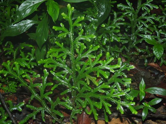 Selaginella sulcata (monts La Fumée, Saül) © Sébastien Sant / Parc amazonien de Guyane