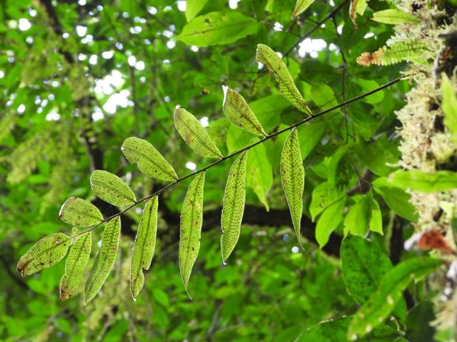 Serpocaulon caceresii (monts Galbao, Saül) © Sébastien Sant / Parc amazonien de Guyane