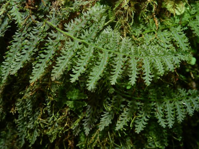 Trichomanes pedicellatum (monts Galbao, Saül) © Sébastien Sant / Parc amazonien de Guyane