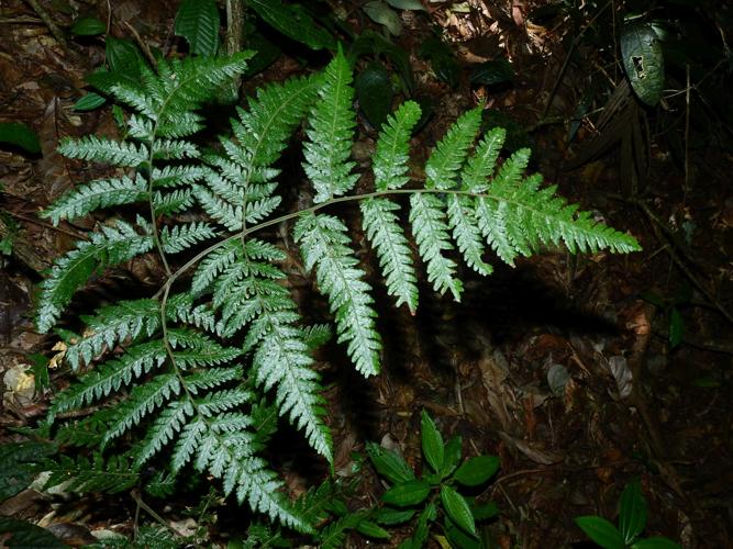 Triplophyllum dicksonioides (monts Galbao, Saül) © Sébastien Sant / Parc amazonien de Guyane