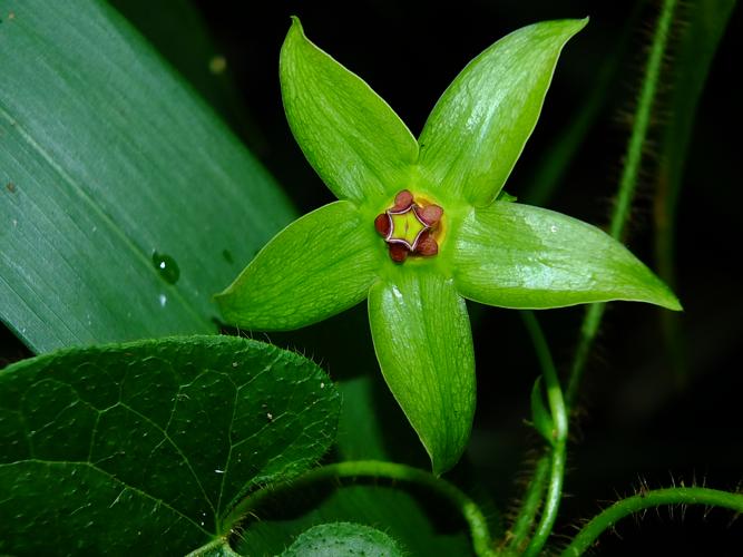 Gonolobus sp. nov., une nouvelle espèce des cambrouzes à Laciasis ligulata © Sébastien Sant / Parc amazonien de Guyane