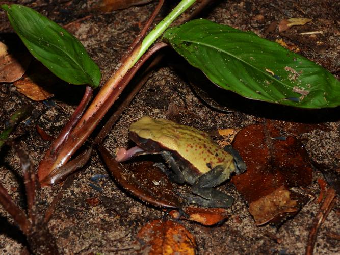 Rhaebo guttatus juvénile © Sébastien Sant / Parc amazonien de Guyane