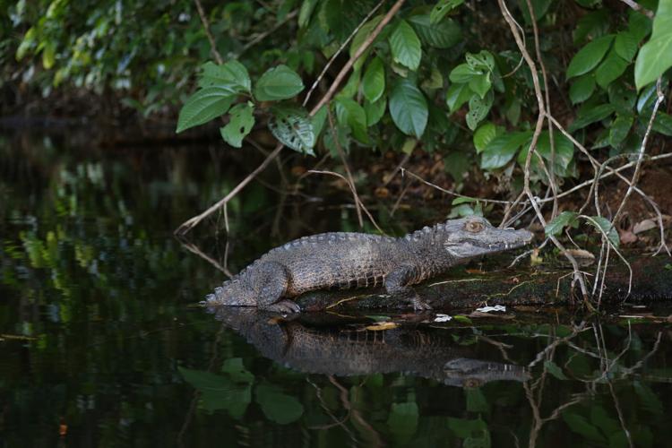 Paleosuchus trigonatus (Schneider, 1801) © Arnaud Anselin / Parc amazonien de Guyane