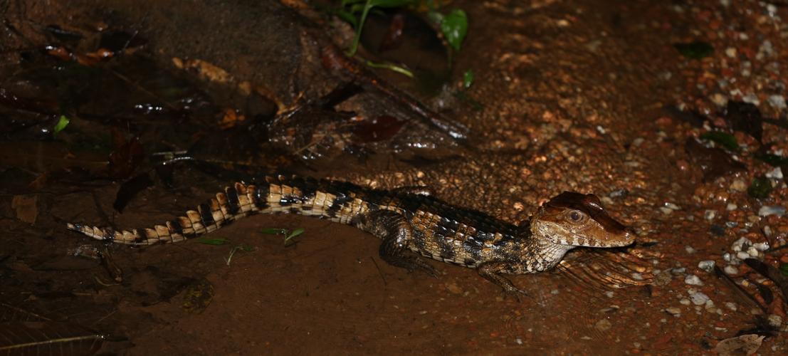 Paleosuchus palpebrosus (Cuvier, 1807) © Arnaud Anselin / Parc Amazonien de Guyane