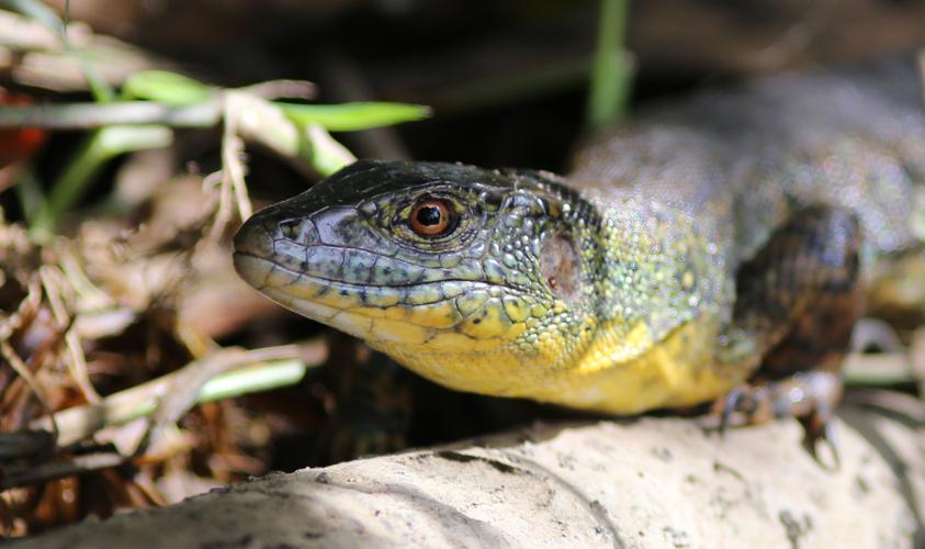 Crocodilurus amazonicus Spix, 1825 © Arnaud Anselin / Parc amazonien de Guyane