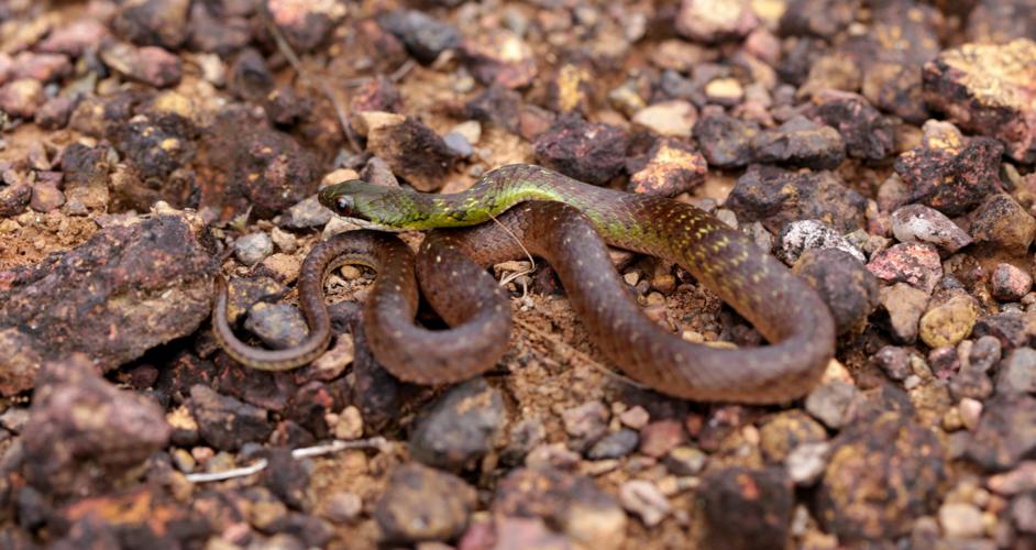 Erythrolamprus reginae (Linnaeus, 1758) © Arnaud Anselin / Parc Amazonien de Guyane